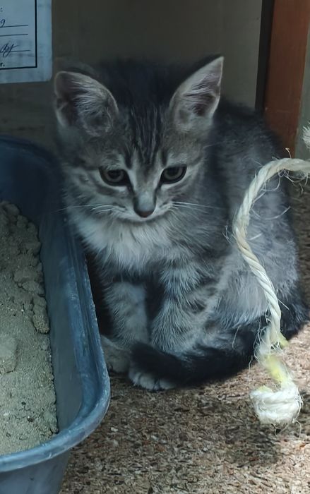 СРОЧНО! Котенок девочка в добрые руки.