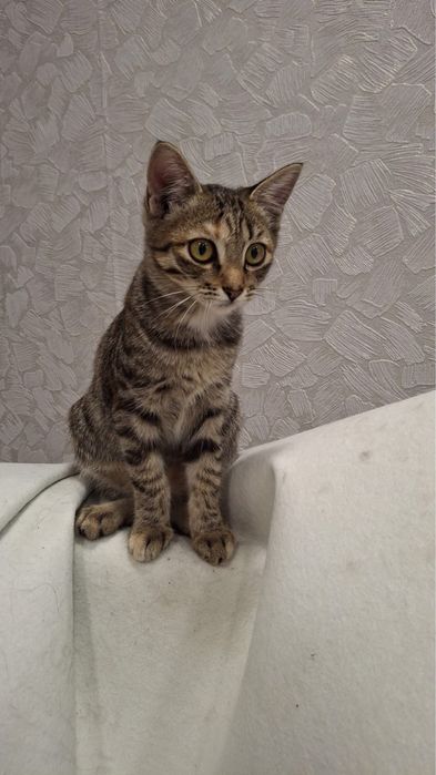 Пристраивается котёнок