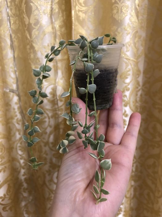 Дисхидия миллион Сердец