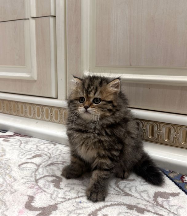 Британская золотая шиншилла