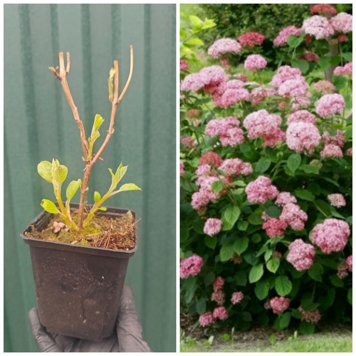 Продам гортензии