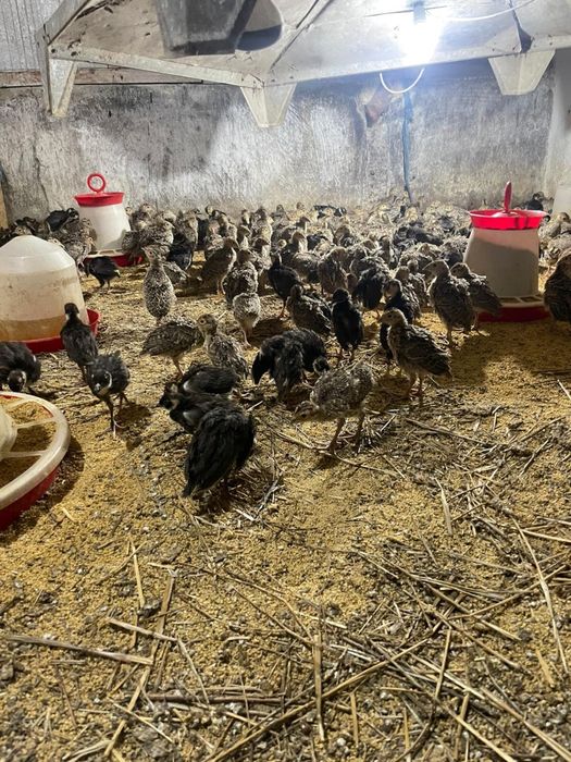 Pui de fazani rasa comun sau tenebros la varsta de 3 saptamani