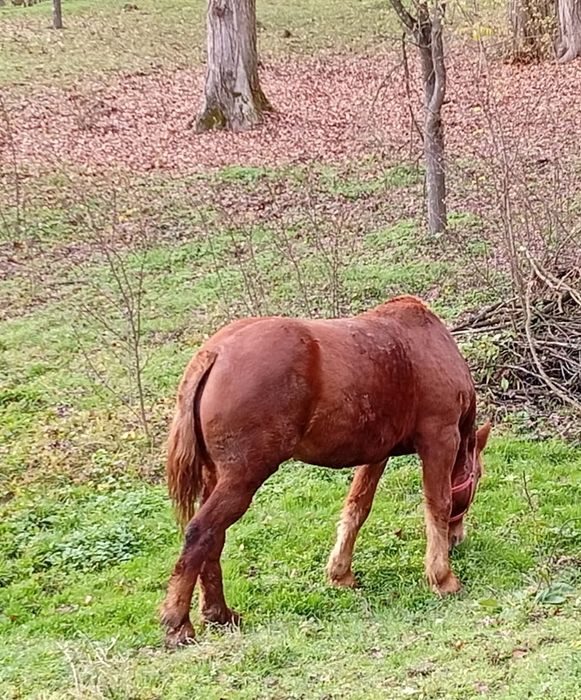 Vand iapa 5 pe 6 ani.