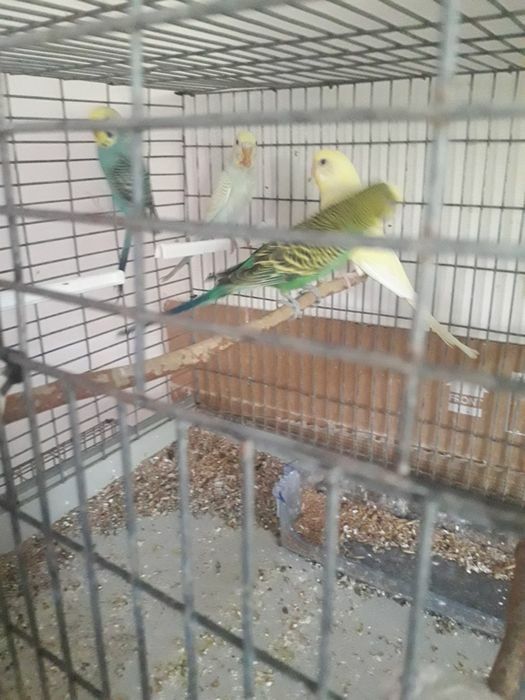 Vând papagali perusi