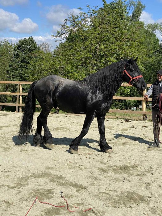 De Vanzare Cal Castrat Metis de Frizian