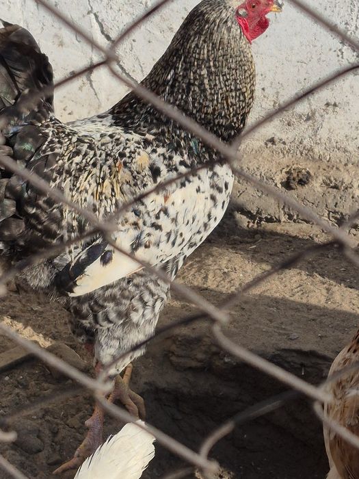 Жас әтеш сұр түсті