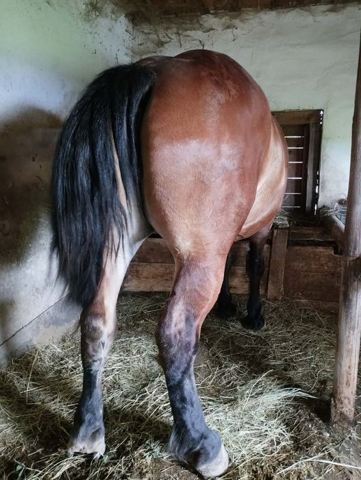 Mânză din Rasa Grea De vânzare