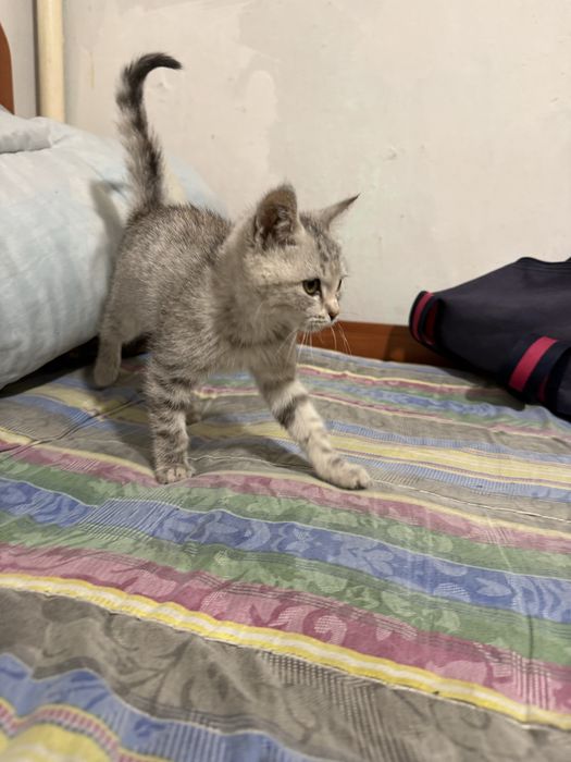 Британский котёнок в добрые руки