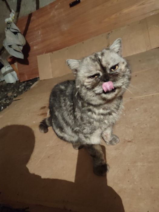 Котик в заботливые руки