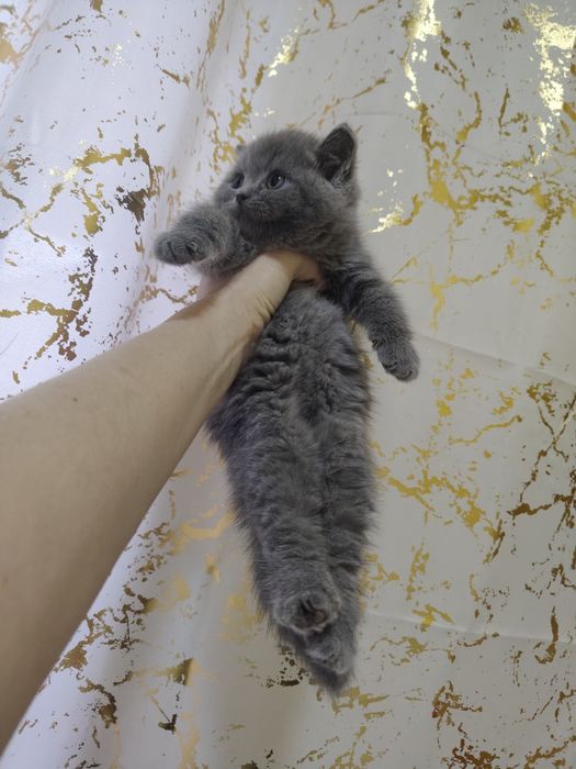 Британский голубой плюша