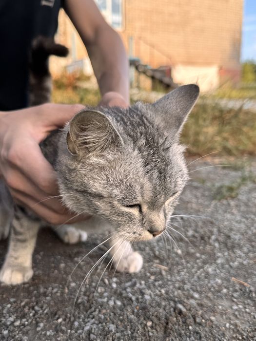 Кошка шотландская за 15тыс