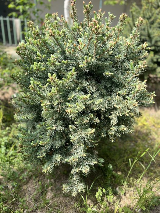 Kok archa (голубой ёлка)