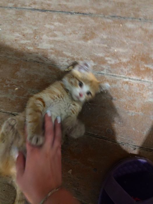 Отдам котёнка бесплатно