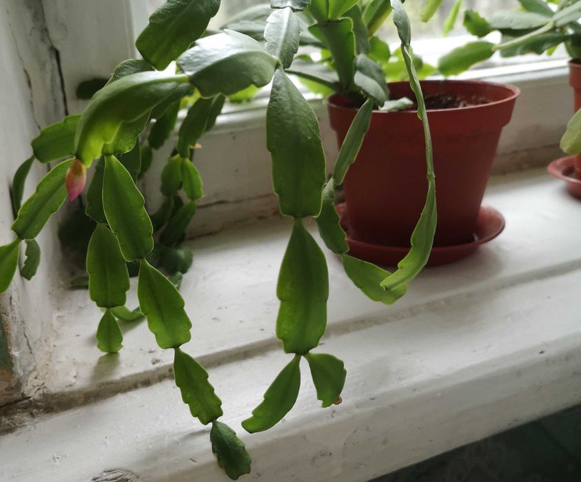 Декабрист цветущий.