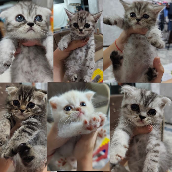 Продаются котята
