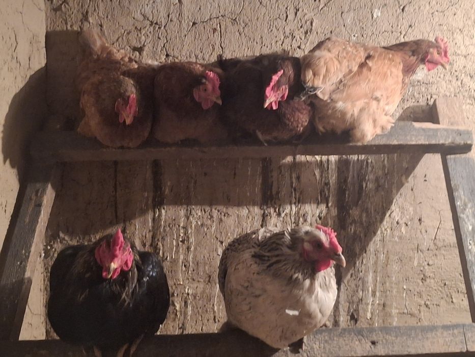 Продам дамашние куры