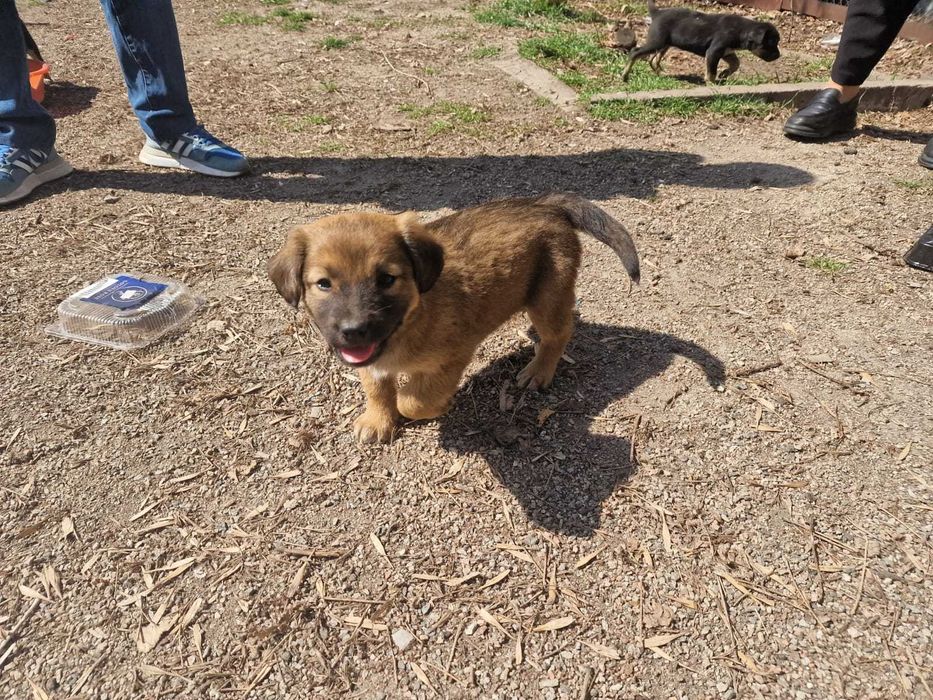 Отдам щенков в хорошие руки