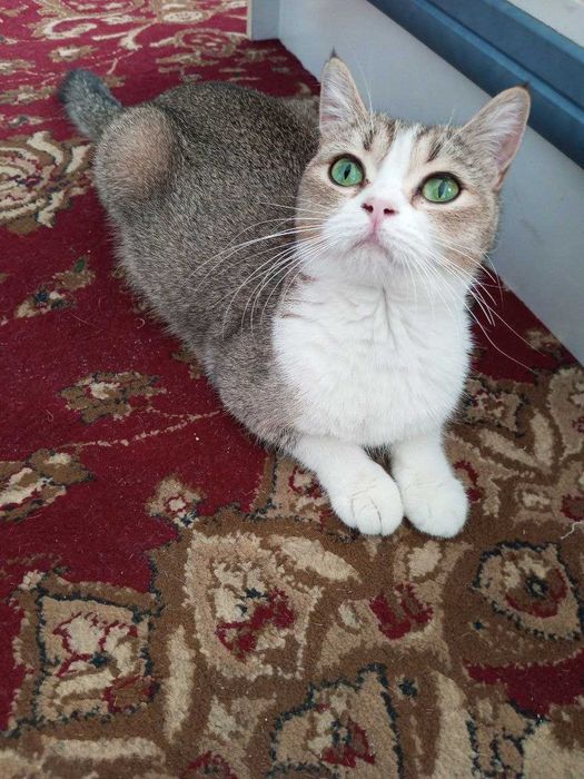 Shatlanskiy Skotsh strayt