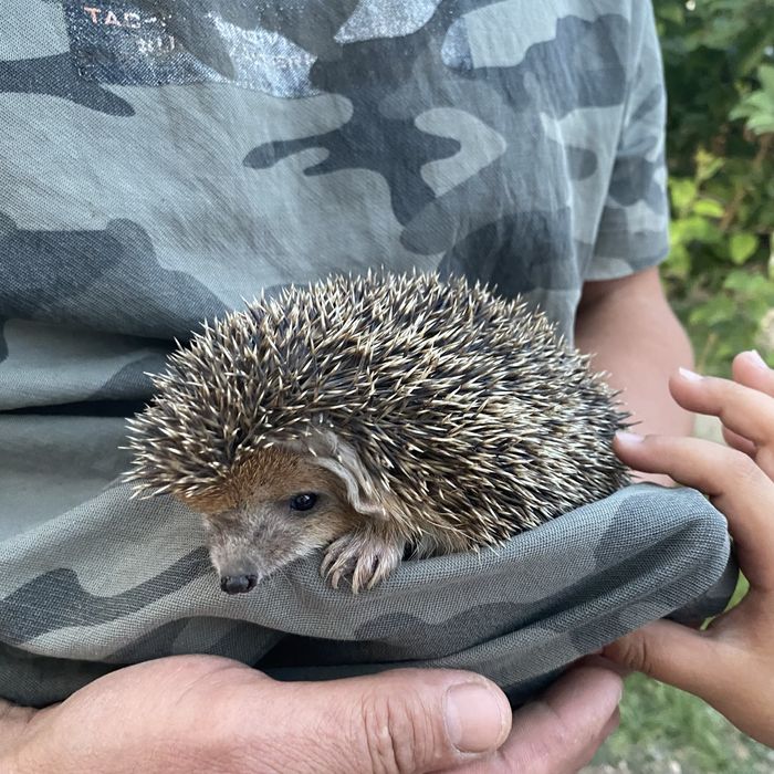 Кірпі.  сатылады