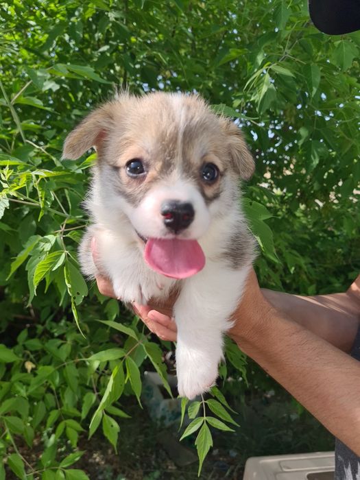 Продам щенков вельш корги пемброк.