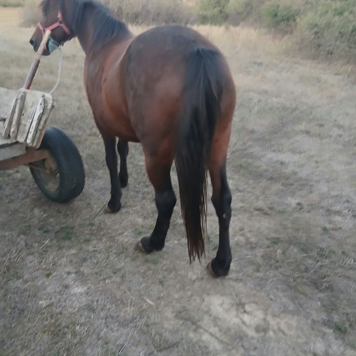 Vand iapa de 8ani