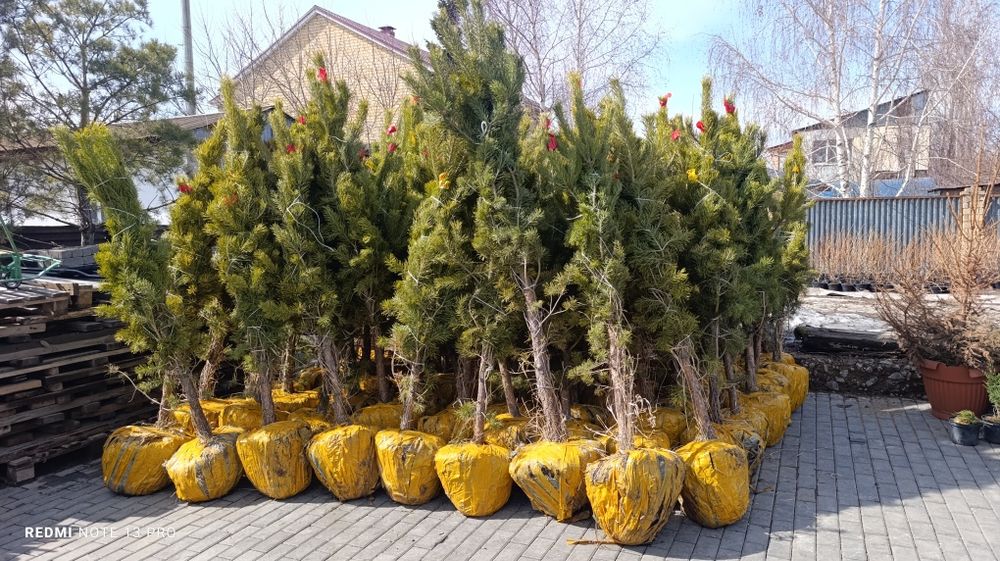 В продаже местные сосны 2м.