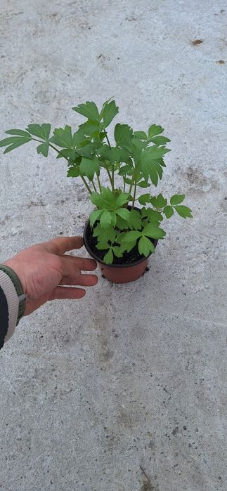 Leustean ghiveci rasad