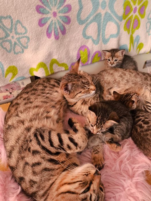 Котята ищут новый дом