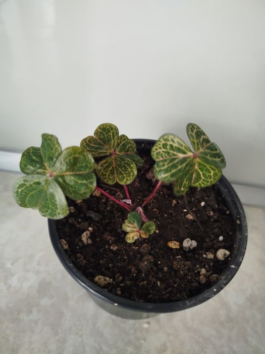 Продам    оксалис