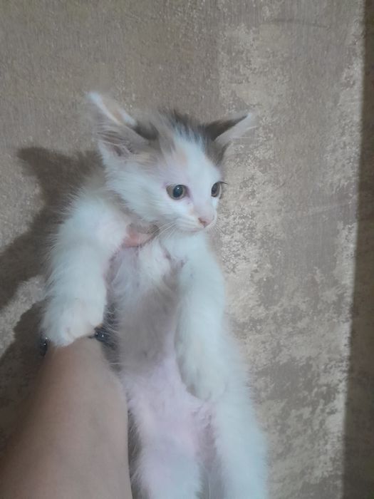 Отдам котят. 2 месяца