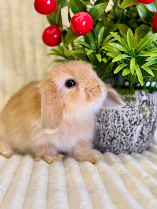 Karlik Baran Gold.Quyon bolasi. DEKORATIV KARLIK BARAN