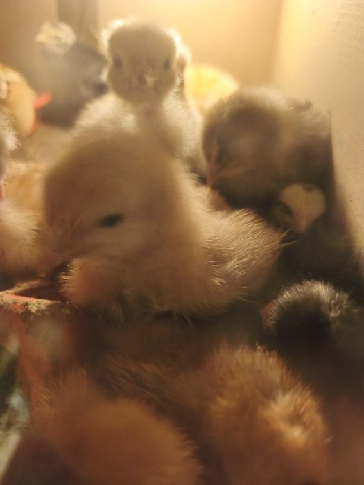 20 Pui rasa mixta, vârstă 3 zile