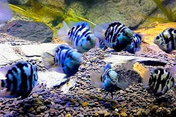 Сапфировый попугай