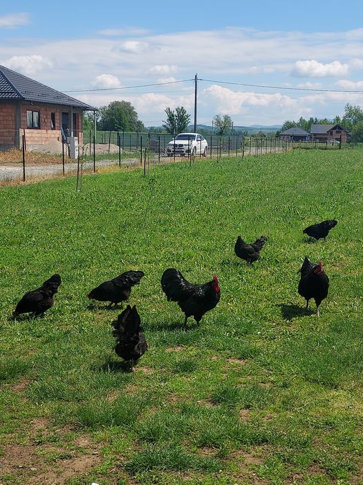 Oua pentru incubat Australorp Negru