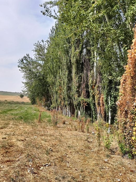 Кок терек барлык размер