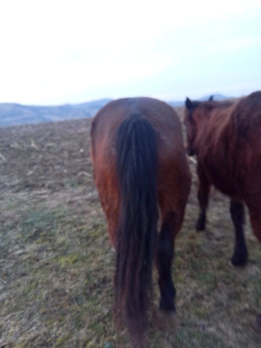 Vând iapa rosie gestanta