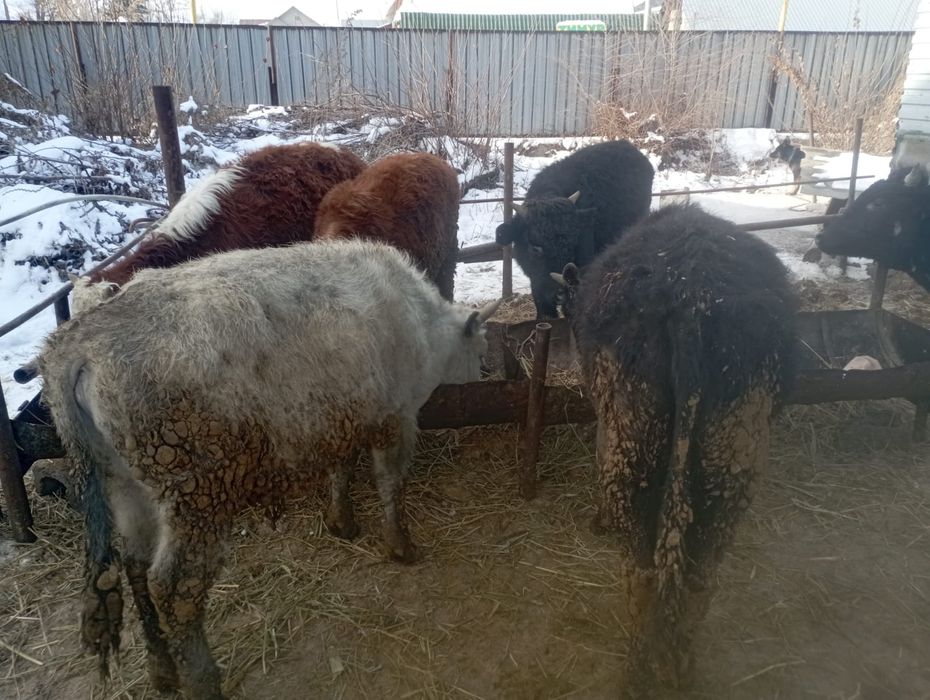 Продаются быки 11голов