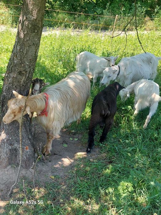 Capre de vanzare