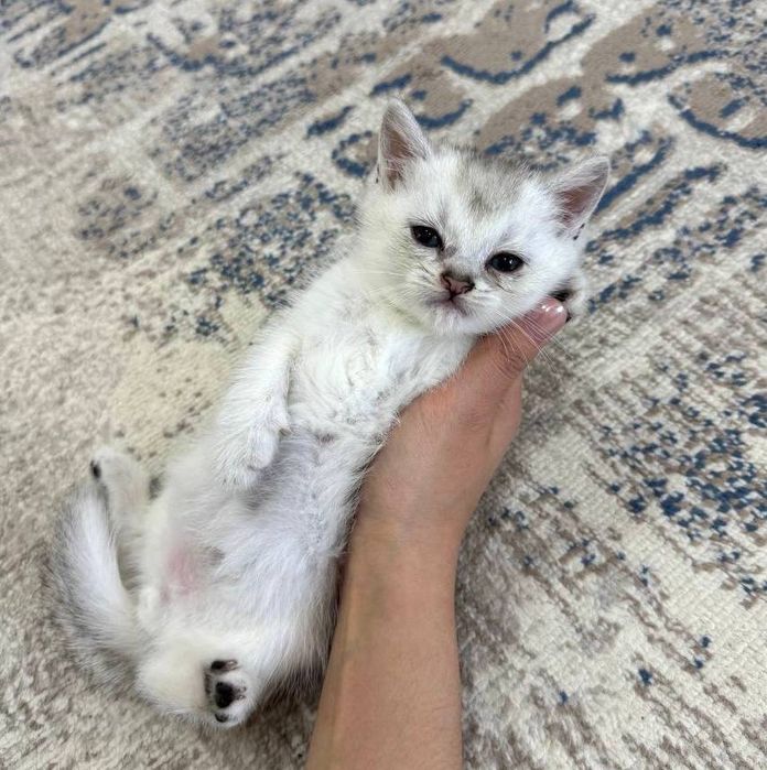 котенок серебристый шиншилла