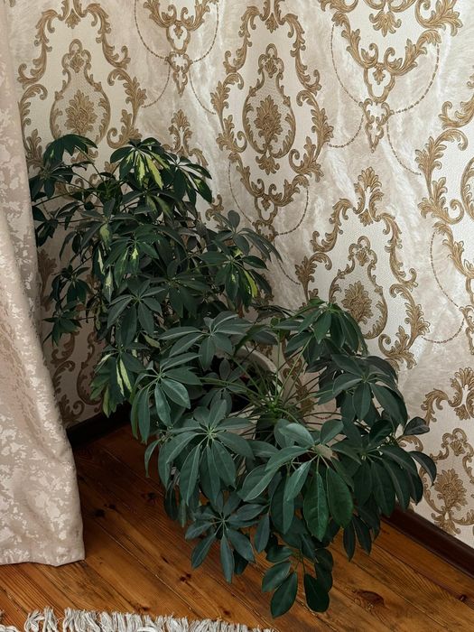 Комнатные цветы высота 50 см