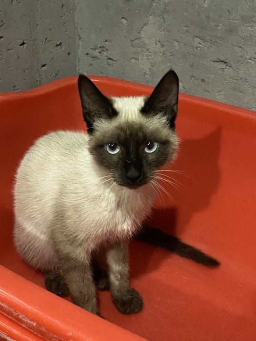 siyam mushugi aqilli