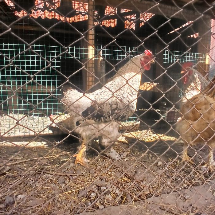 Молодые петухи, смешанные породы,