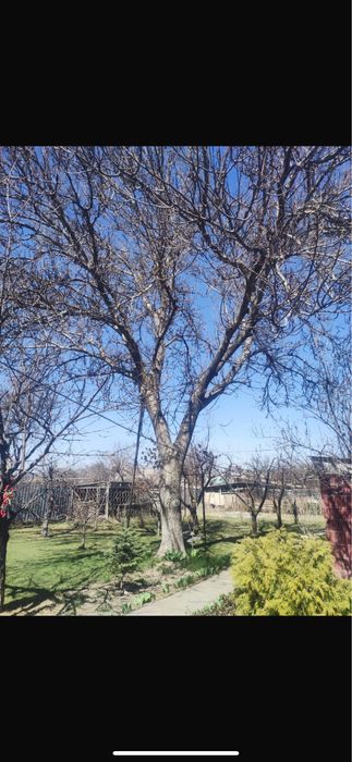 Даром дерево Орех