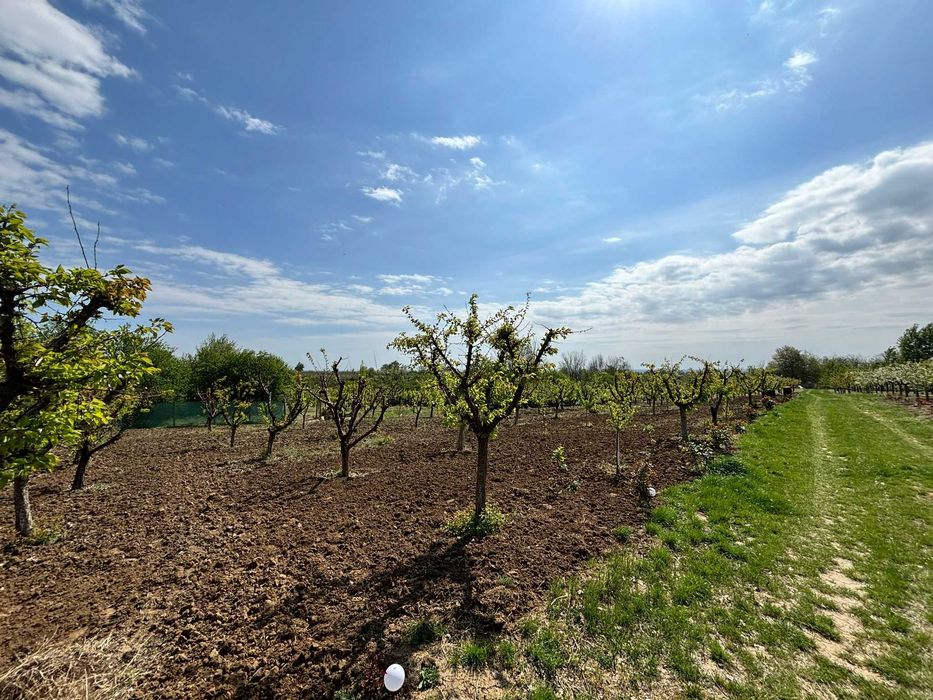 Cabana cu livada de vanzare