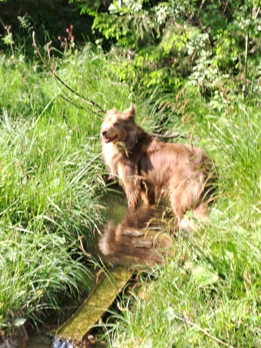 Am un cocoși pitic de dat la schimb pe 2 găinușe pitice nu ma deplasez