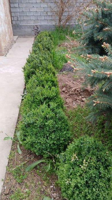 Самшить оптом на заказ