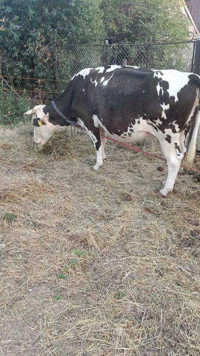 Vând vacă bălțată românească