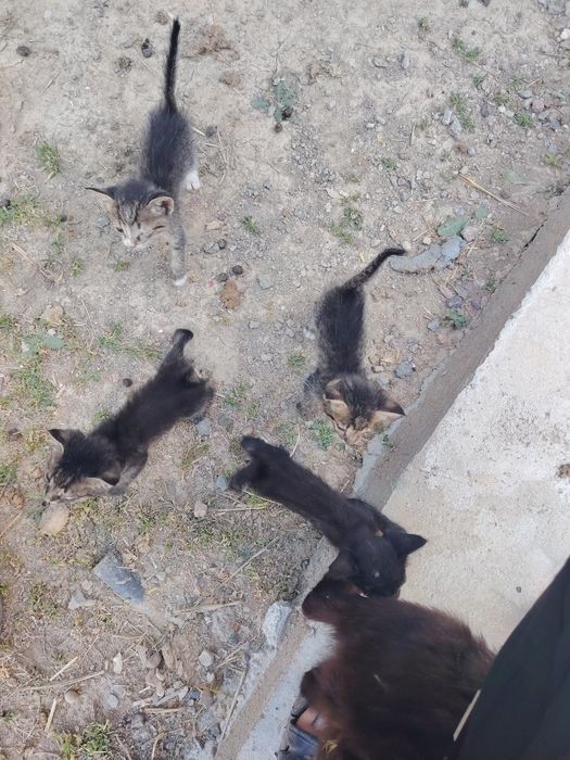 Mushuk bolalari 5 ta