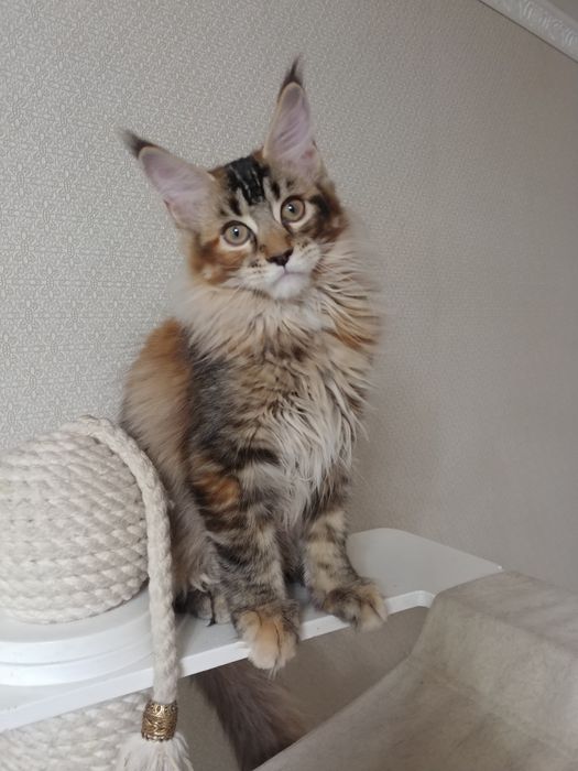 Кошечка Мейн-кун