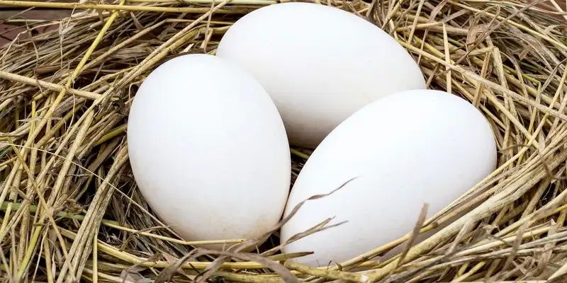 Vand ouă de gasca  si se rata muta